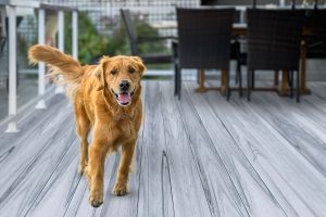 Dog on porch